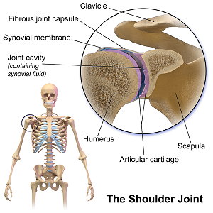 Shoulder Joint